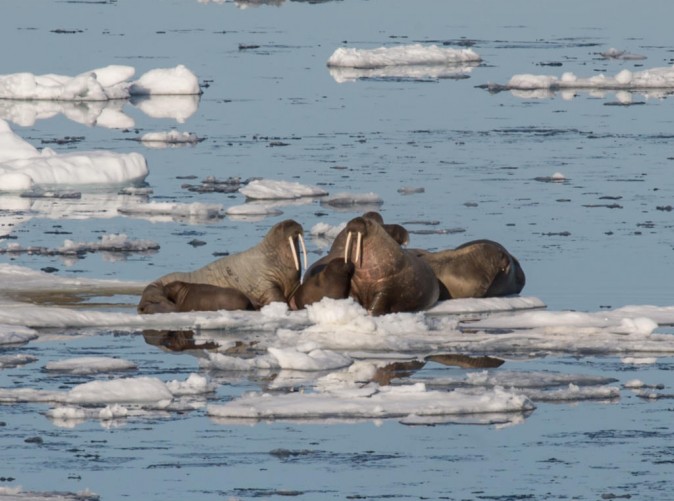 023_Lernidee Reisen - Nordpol Expedition - Schoene Aussichten Touristik - (8) - Copyright Lauren Farmer